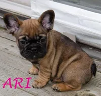 Ari, a female French Bulldog for sale in Lansing, MI – Photo 1 of 4