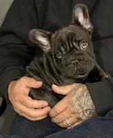 Suki , a female French Bulldog for sale in Lansing, MI – 7 of 8