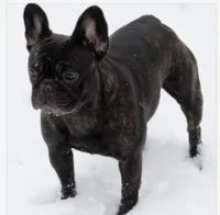 Koa, a male French Bulldog for sale in Lansing, MI – Photo 5 of 5