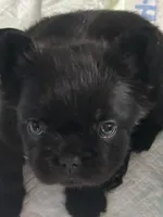 Koa, a male French Bulldog for sale in Lansing, MI – Photo 2 of 5