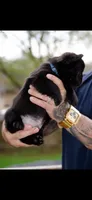 Koa, a male French Bulldog for sale in Lansing, MI – Photo 3 of 5