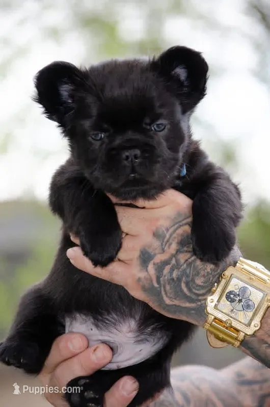 Koa – French Bulldog puppy for sale in Lansing, MI