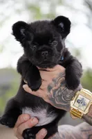 Koa, a male French Bulldog for sale in Lansing, MI – Photo 1 of 5
