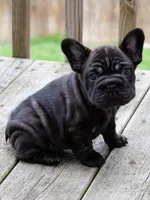 Suki , a female French Bulldog for sale in Lansing, MI – Photo 5 of 6