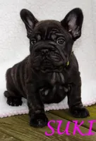 Suki , a female French Bulldog for sale in Lansing, MI – Photo 6 of 6