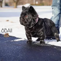 Suki , a female French Bulldog for sale in Lansing, MI – Photo 3 of 6