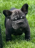 Suki , a female French Bulldog for sale in Lansing, MI – Photo 2 of 6