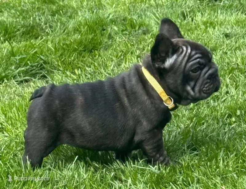 Suki  – French Bulldog puppy for sale in Lansing, MI