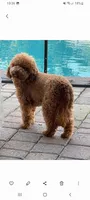 Channel, a female Poodle - Miniature  for sale in Miami, FL – Photo 2 of 2