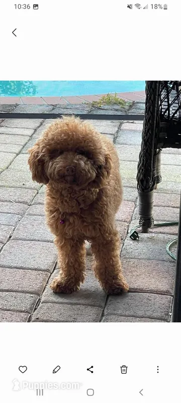 Channel, a female Poodle - Miniature  for sale in Miami, FL – Photo 1 of 2