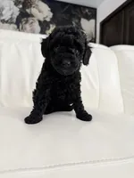 Coco, a male Poodle - Miniature  for sale in Miami, FL – 2 of 4