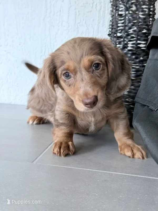 Channel  – Dachshund puppy for sale in Miami, FL