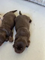 Dachshund, a female Miniature Dachshund for sale in Miami, FL – Photo 2 of 3