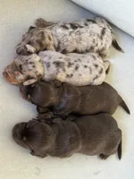 Dachshund, a female Miniature Dachshund for sale in Miami, FL – Photo 3 of 3