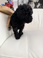 Coco, a male Poodle - Miniature  for sale in Miami, FL – 3 of 4