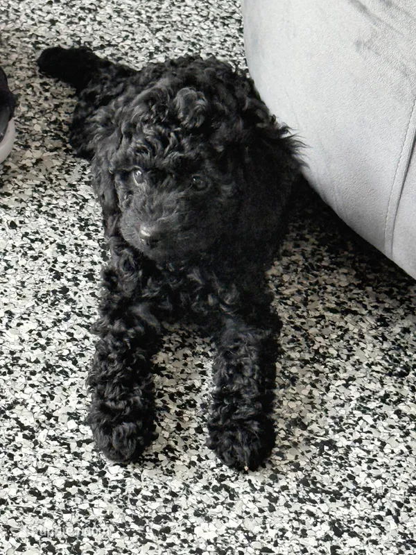 Coco – Poodle - Miniature  puppy for sale in Miami, FL