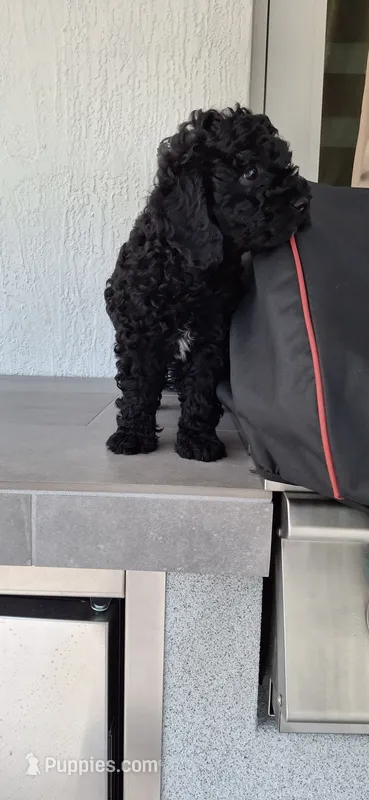 Coco – Poodle - Miniature  puppy for sale in Miami, FL