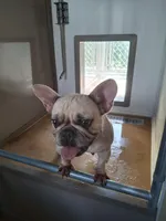 Pucca, a female French Bulldog for sale in Miami, FL – Photo 5 of 6