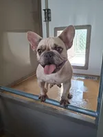 Pucca, a female French Bulldog for sale in Miami, FL – Photo 6 of 6