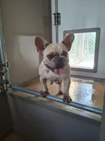 Pucca, a female French Bulldog for sale in Miami, FL – Photo 3 of 6