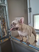 Pucca, a female French Bulldog for sale in Miami, FL – Photo 4 of 6