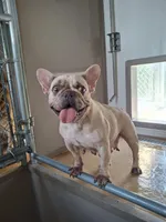 Pucca, a female French Bulldog for sale in Miami, FL – Photo 1 of 6