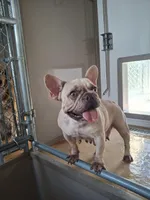 Pucca, a female French Bulldog for sale in Miami, FL – Photo 2 of 6