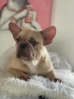 PUKA, a female French Bulldog for sale in Miami, FL – Photo 4 of 5