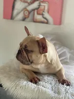 PUKA, a female French Bulldog for sale in Miami, FL – Photo 1 of 5