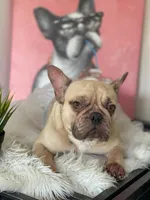PUKA, a female French Bulldog for sale in Miami, FL – Photo 3 of 5