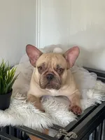 PUKA, a female French Bulldog for sale in Miami, FL – Photo 5 of 5