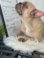 PUKA, a female French Bulldog for sale in Miami, FL – Photo 2 of 5