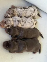 Dachshund, a female Dachshund for sale in Miami, FL – Photo 3 of 3