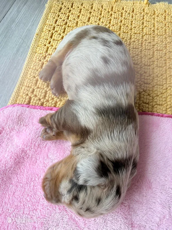 Bela – Dachshund puppy for sale in Miami, FL