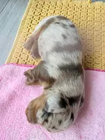 Bela, a female Dachshund for sale in Miami, FL – Photo 2 of 3