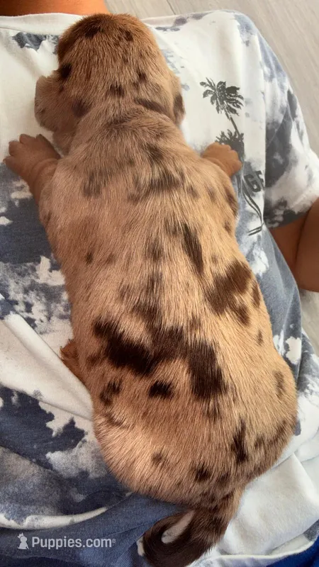 Bela – Dachshund puppy for sale in Miami, FL