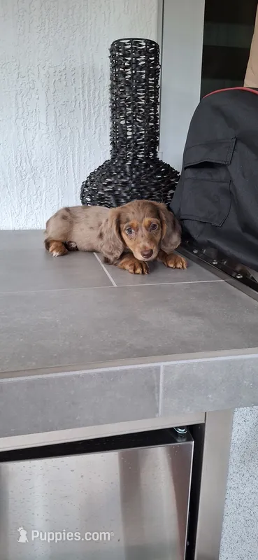 Channel  – Dachshund puppy for sale in Miami, FL