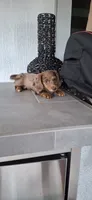 Channel , a female Dachshund for sale in Miami, FL – 2 of 2