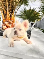 Snow, a male French Bulldog for sale in Miami, FL – Photo 1 of 3