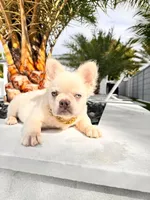 Snow, a male French Bulldog for sale in Miami, FL – Photo 3 of 3