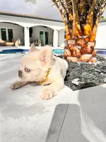 Snow, a male French Bulldog for sale in Miami, FL – Photo 2 of 3