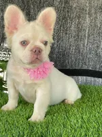 Gucci, a female French Bulldog for sale in Miami, FL – Photo 5 of 6