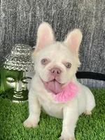 Gucci, a female French Bulldog for sale in Miami, FL – Photo 6 of 6