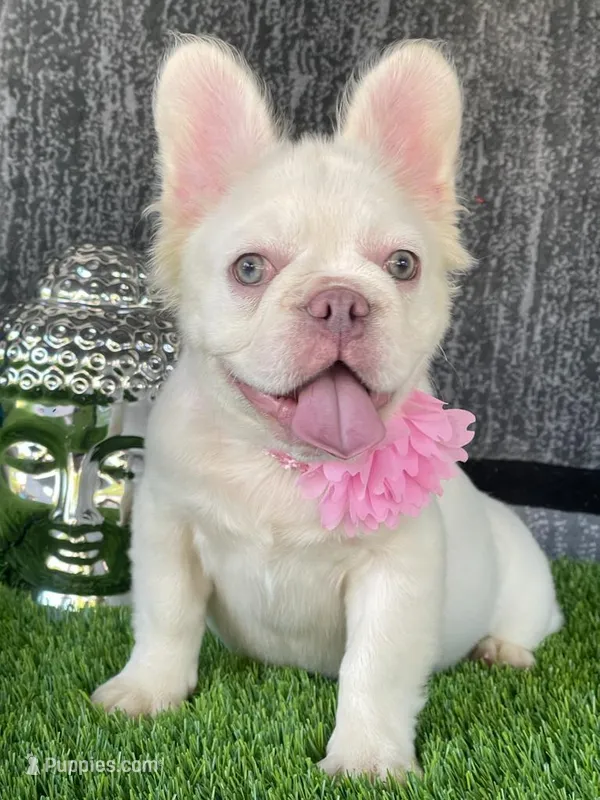 Gucci, a female French Bulldog for sale in Miami, FL – Photo 1 of 6