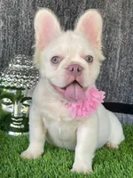 Gucci, a female French Bulldog for sale in Miami, FL – Photo 1 of 6