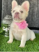 Gucci, a female French Bulldog for sale in Miami, FL – Photo 3 of 6