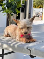 Chiracha, a female Yorkshire Terrier for sale in Miami, FL – Photo 2 of 8