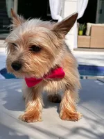 Chiracha, a female Yorkshire Terrier for sale in Miami, FL – Photo 5 of 8
