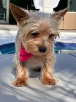 Chiracha, a female Yorkshire Terrier for sale in Miami, FL – Photo 1 of 8