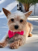 Chiracha, a female Yorkshire Terrier for sale in Miami, FL – Photo 4 of 8